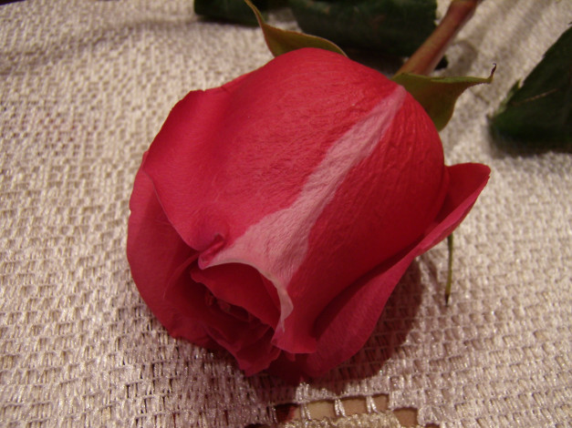 Обои картинки фото цветы, розы, роза, красная, полоска