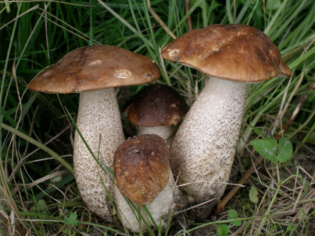 Обои картинки фото природа, грибы, трава