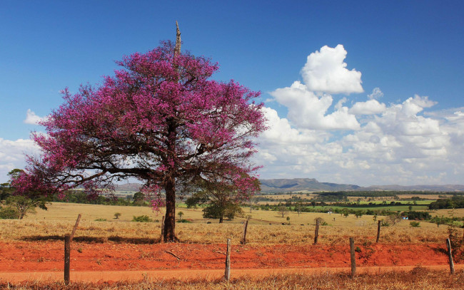 Обои картинки фото природа, деревья, дерево, фиолетовое, облака, горы, изгородь