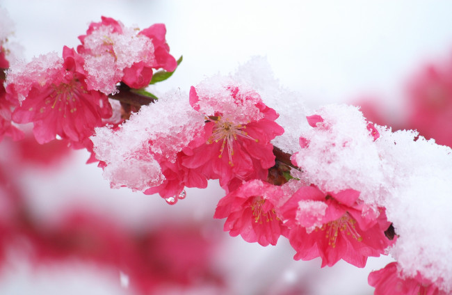 Обои картинки фото цветы, сакура, вишня, розовый, ветка, снег