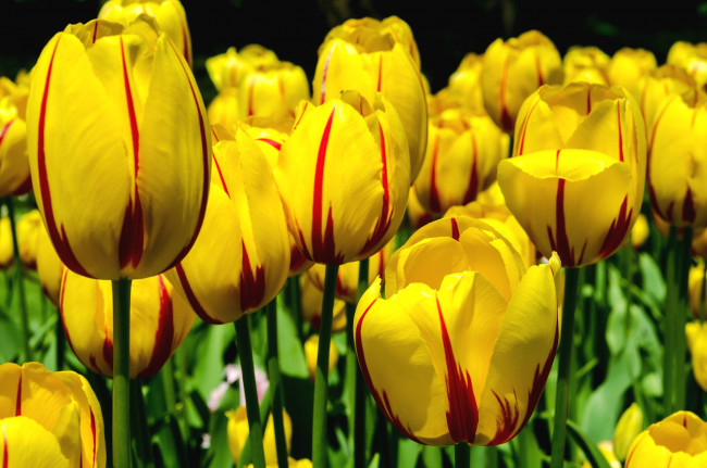 Обои картинки фото цветы, тюльпаны, пестрый, желтый