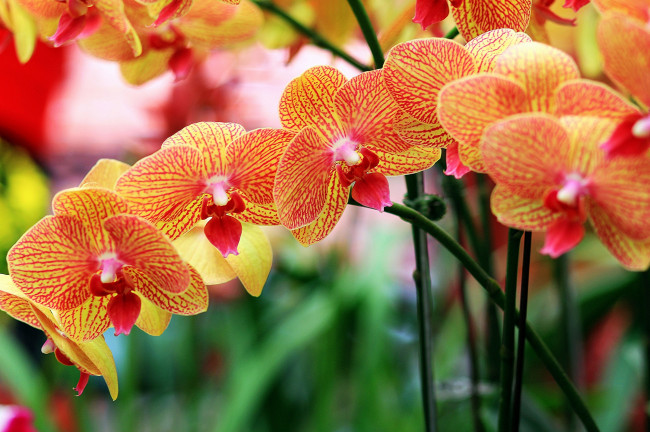 Обои картинки фото цветы, орхидеи, оранжевый, ветки