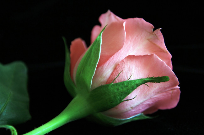 Обои картинки фото цветы, розы, розовый, бутон
