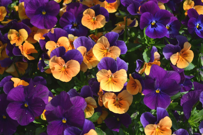 Обои картинки фото цветы, анютины, глазки, садовые, фиалки, фиолетовый, пестрый, оранжевый