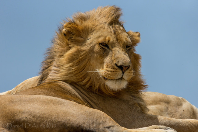 Обои картинки фото животные, львы, грива, царь