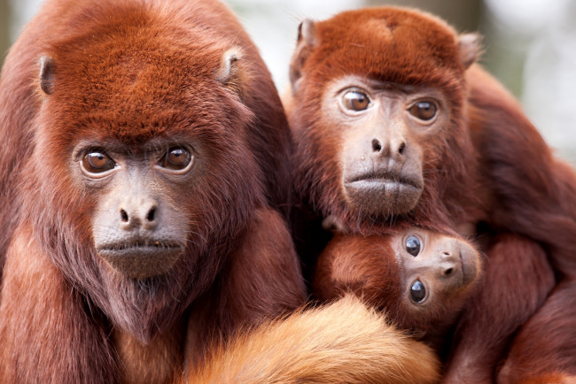 Обои картинки фото животные, обезьяны, рыжий, семья, ревун