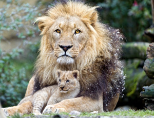 Картинка животные львы сын отец