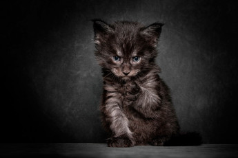 Картинка животные коты фон мордочка котёнок