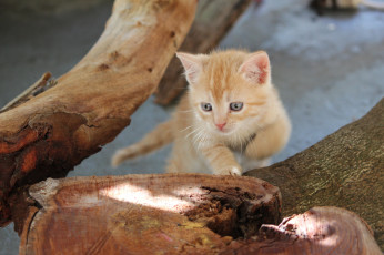 Картинка животные коты пенек котенок дерево голубоглазый рыжий
