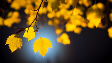 Картинка природа листья ветка желтые осень