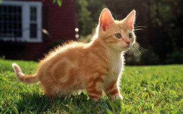 Картинка животные коты котенок полосатый трава дом рыжий
