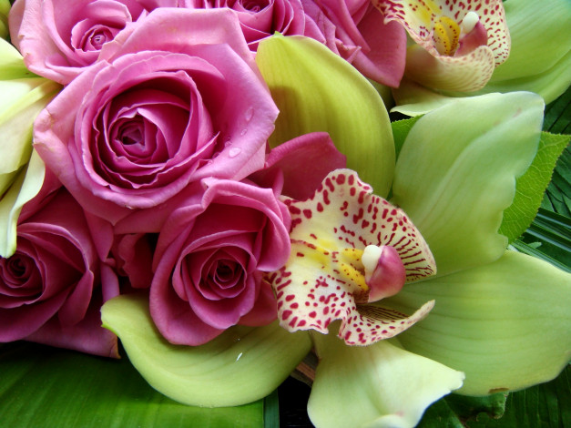 Обои картинки фото цветы, разные вместе, орхидея, розы