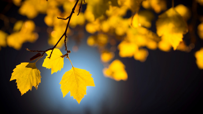 Обои картинки фото природа, листья, ветка, желтые, осень