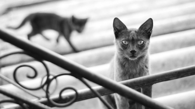 Обои картинки фото животные, коты, размытость, черно-белое, котенок, силуэт, тень, серый, ступени, перила