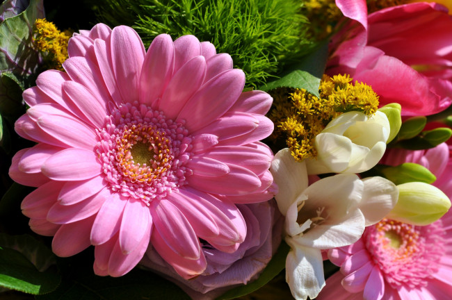 Обои картинки фото цветы, разные вместе, тюльпаны, фрезия, гербера