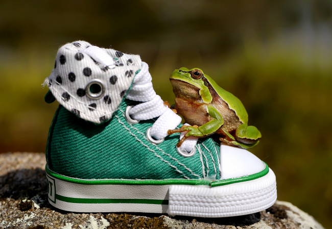 Обои картинки фото животные, лягушки, обувь, лягушка, кеды