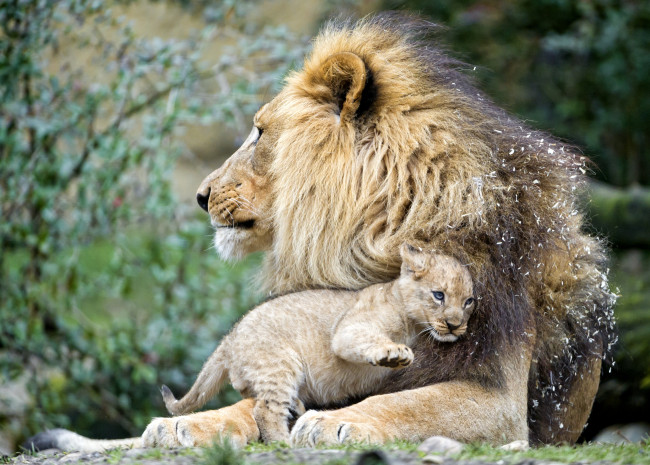 Обои картинки фото животные, львы, отец, сын
