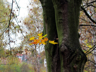 Картинка природа деревья ствол осень