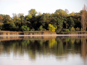 Картинка природа реки озера кусты деревья гладь