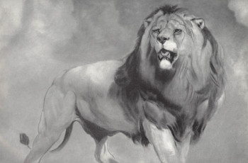 обоя рисованное, животные,  львы, рисунок, лев, черно-белый, карандаш