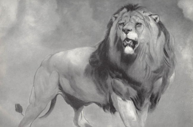 Обои картинки фото рисованное, животные,  львы, рисунок, лев, черно-белый, карандаш