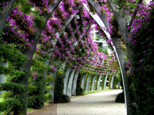 Картинка природа парк аллея цветы арки
