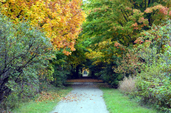 Картинка природа парк осень листья листопад аллея