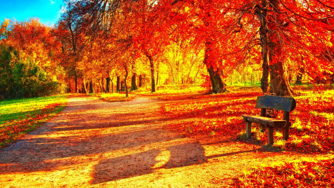 Обои картинки фото природа, парк, аллея, листья, листопад, осень