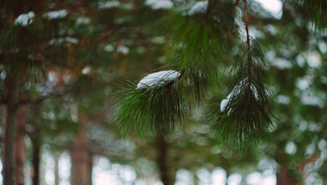 Обои картинки фото природа, лес, снег, хвоя, ветки