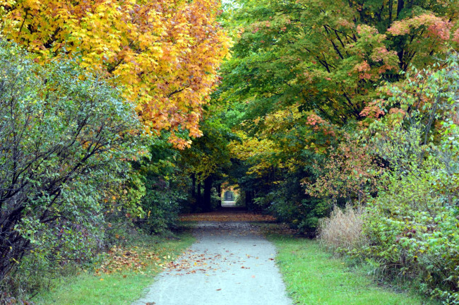 Обои картинки фото природа, парк, осень, листья, листопад, аллея
