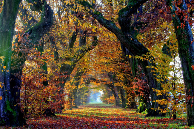 Обои картинки фото природа, парк, осень, аллея, листопад, листья