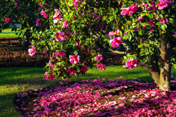 Картинка цветы камелии розовая камелия дерево лепестки