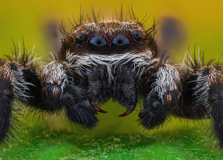 Картинка животные пауки макро