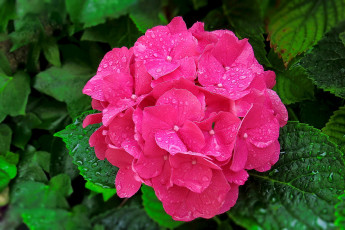 Картинка цветы гортензия розовая соцветие макро капли