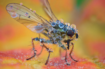 Картинка животные насекомые муха