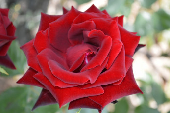 Картинка цветы розы макро роза бордо