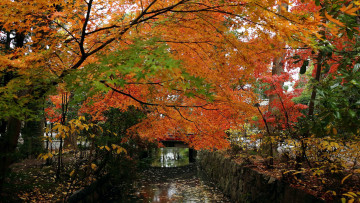 Картинка природа парк водоем мостик осень