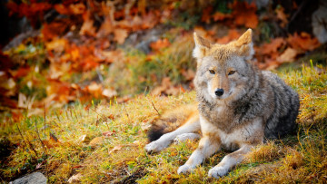 Картинка животные волки +койоты +шакалы волк