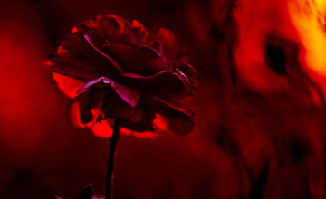 Картинка цветы розы роза красная