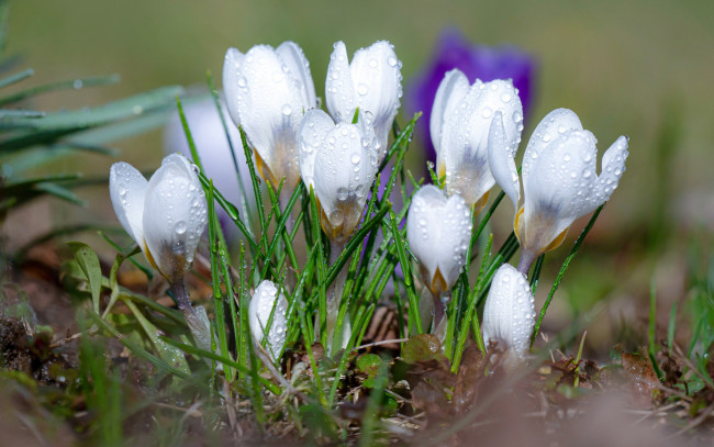Обои картинки фото цветы, крокусы, белые, весна, капли