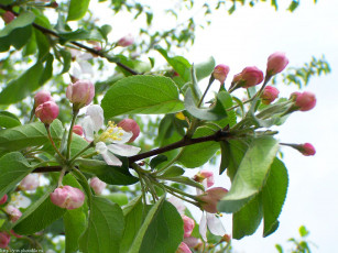 Картинка снова весне цветы цветущие деревья кустарники
