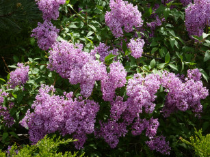 Картинка цветы сирень lilac