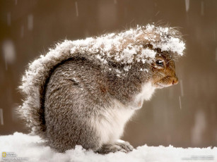 Картинка животные белки squirrel