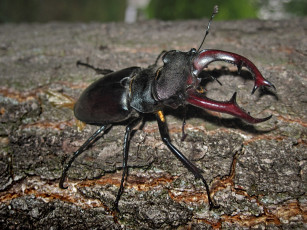 Картинка животные насекомые огромный жук олень