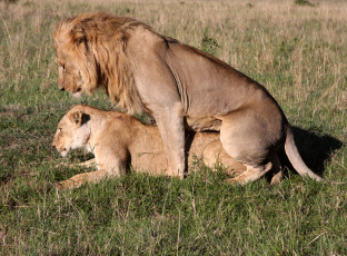 Картинка животные львы любовь