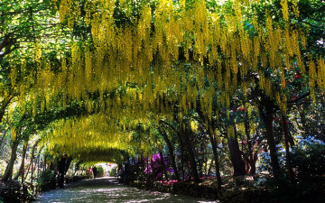 Картинка цветы глициния желтый много арка гроздья
