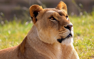 Картинка животные львы смотрит вверх морда львица лев