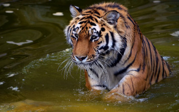 Картинка животные тигры капли вода смотрит хищник тигр морда