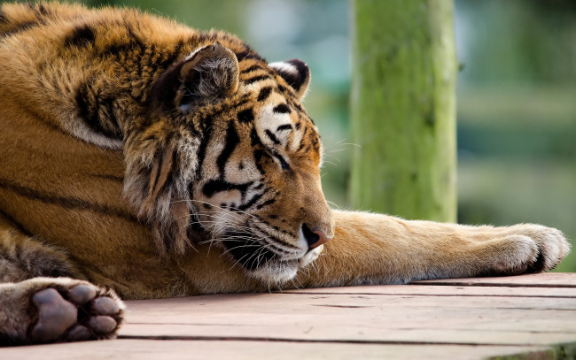 Обои картинки фото животные, тигры, отдых, тигр, спит, лапы