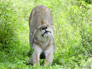 Картинка животные львы львица дикая кошка потягушки